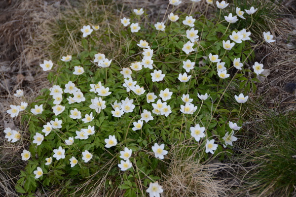 Kallelse till Dalsjö Golfklubbs vårårsmöte